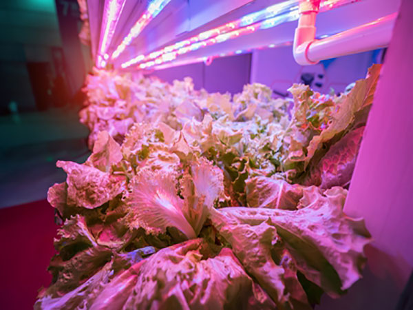 LED全光谱植物生长灯的应用！